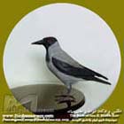 کلاغ ابلق